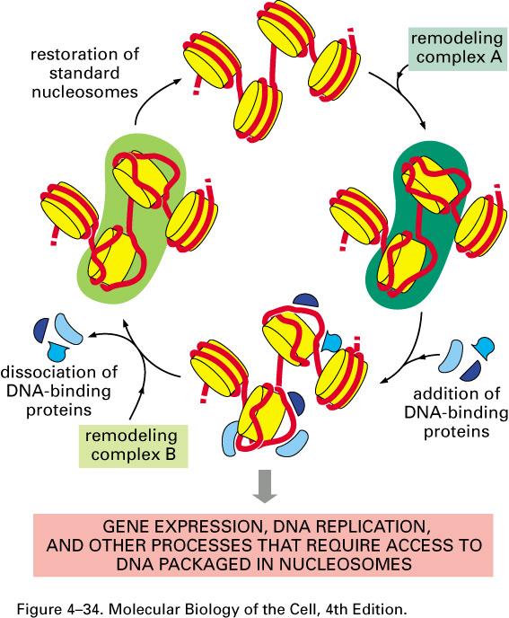Chromatin Remodeling: Dynamic Repositioning of Nucleosomes Chromatin remodeling complexes are multisubunit protein complexes that hydrolyze ATP to change the structure of the