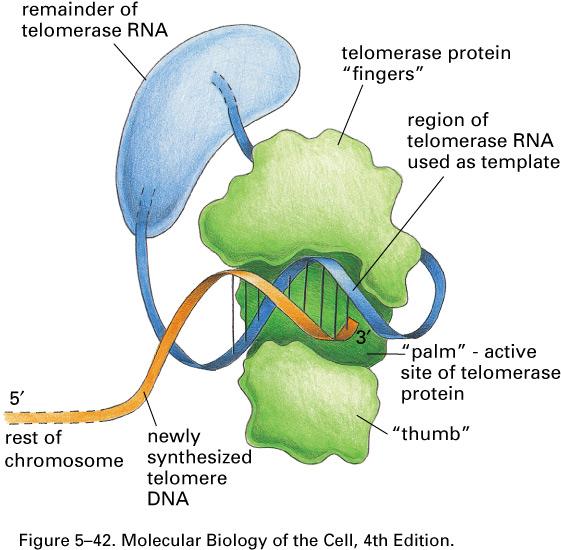 Telomerase Cell, Vol.