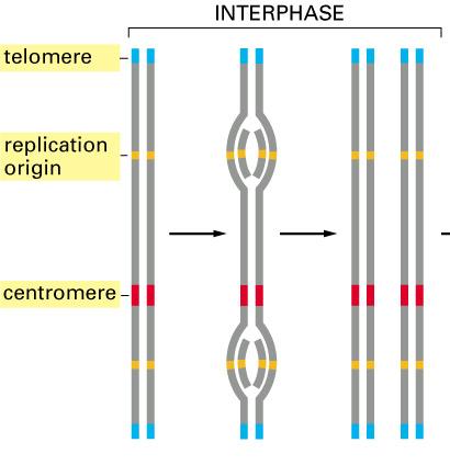 DNA in the Nucleus is Organized into Chromosomes Chromosomes One very long linear dsdna molecule/chromosome with Single copy, Repetitive, and Highly repetitive sequences Centromere sequences Two