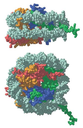 Nucleosome Core Structure: X-ray Crystal Structure Core is a histone octamer with 2 subunits of H2A, H2B, H3 and H4 with DNA wrapped around 1.