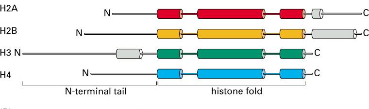 Structure of Nucleosome Core Histones Histones are highly conserved across all eukaryotic organisms Histones
