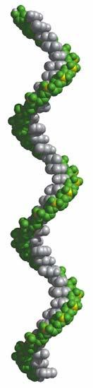 Intrinsic structural flexibility of RNA