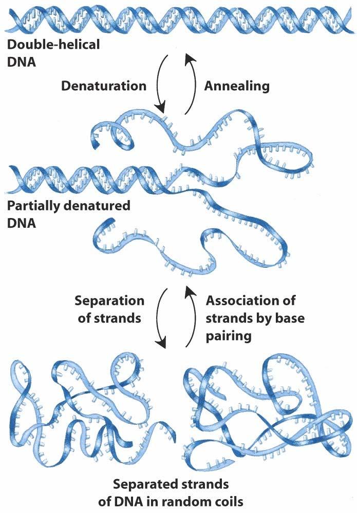 Stability of DNA ds structure DNA does not fall apart under physiological conditions of ph and ionic strength. but some inherent instability is built in. Why?
