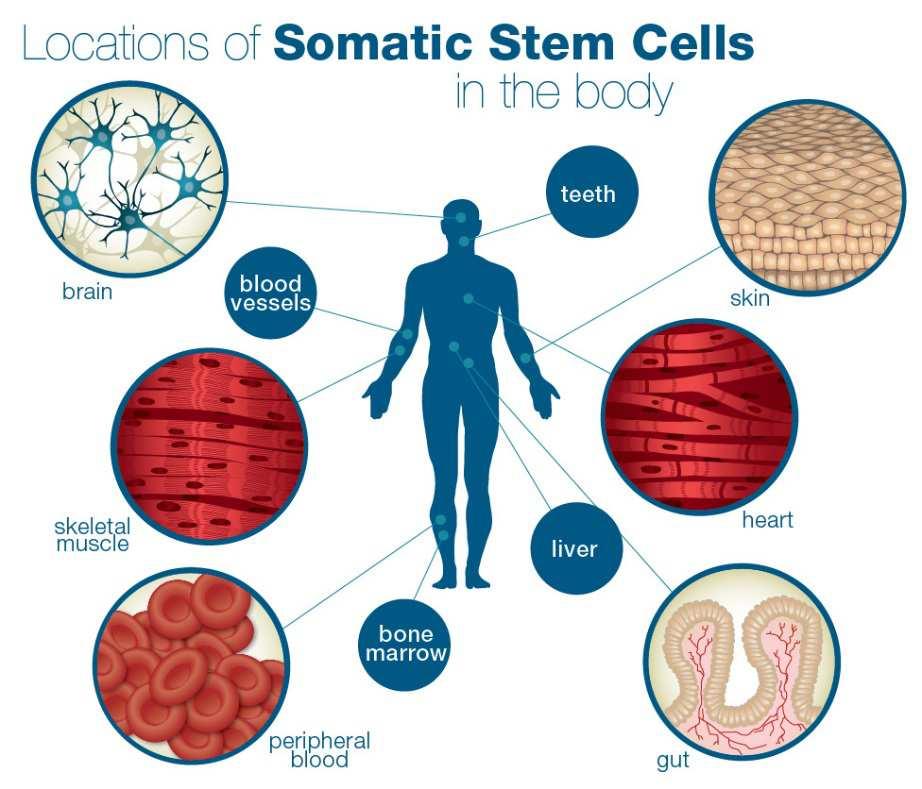 What are stem cells? A master cell in the body which can multiplyindefinitely and create many differenttypes of cells ( >200 ) in the human body (blood cells, skin cells, cartilage cells, etc.). Stem cells help to renew and repair cells in the human body.