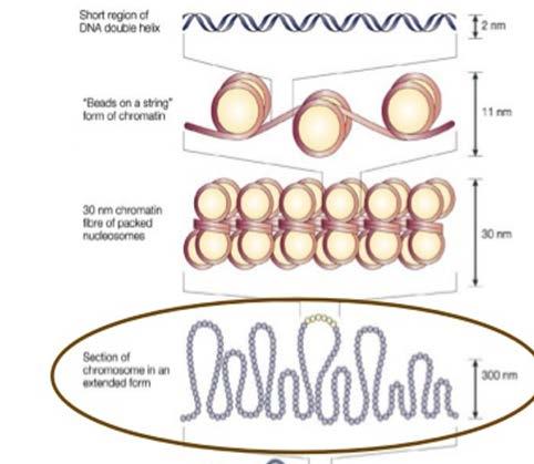 organize the chromosomes within the nucleus.