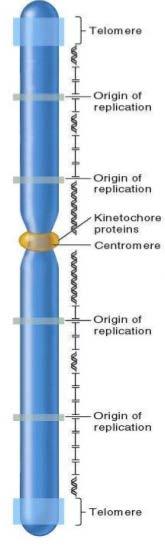 Chromosome structure - Each chromosome contains many origins of replication that are interspersed about