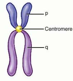 -Each chromosome contain a centromere that forms a recognition site for the kinetochore protein.