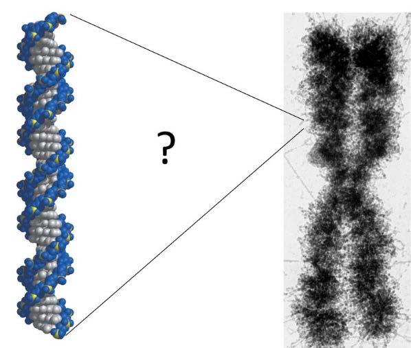 Why DNA packaging is required and how DNA is packaged into chromosomes?