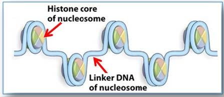 Each bead is a nucleosome, Nucleosomes as beads on a