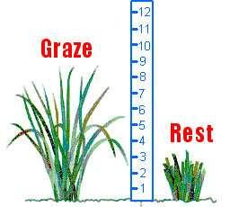 Allows plant to recover completely after grazing Recovery