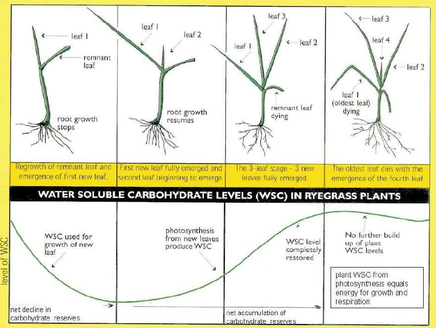 When 4 th leaf emerges, the first leaf begins to die Most grasses will have no more than 3 live leaves any