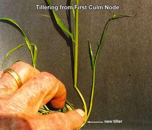 Initially, tillers depend on carbohydrates developed the previous fall.