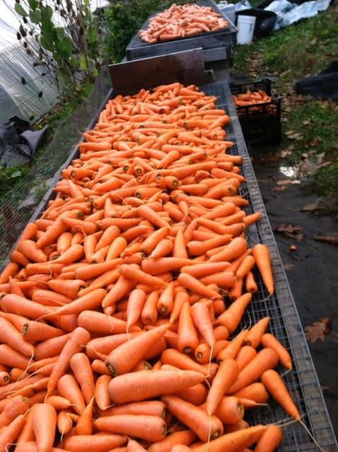 Harvested SCI carrots at