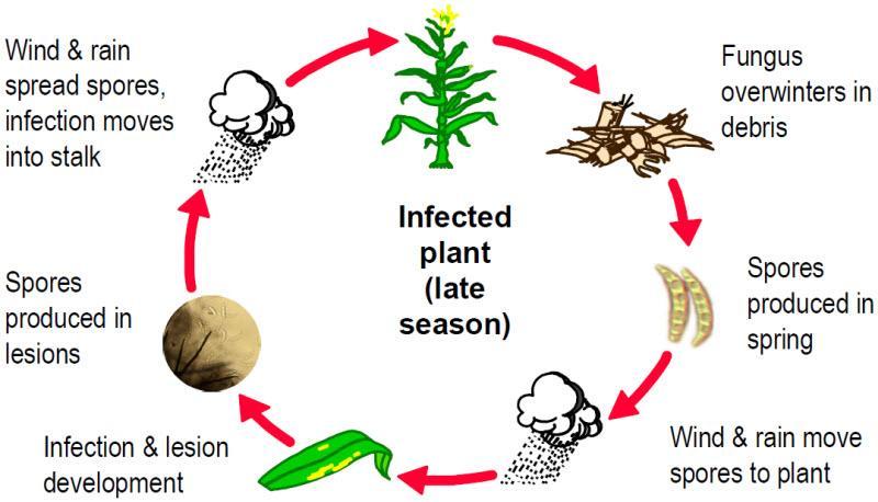 Pest lifecycle