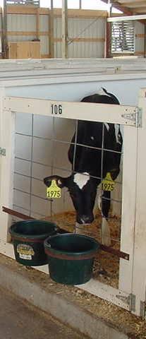 Calculating the Costs UW-Extension research 1998-ICPA project $2.78 per calf per day from birth until moved to group housing $1.