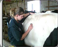 Health traits Udder health and metabolic diseases Today: