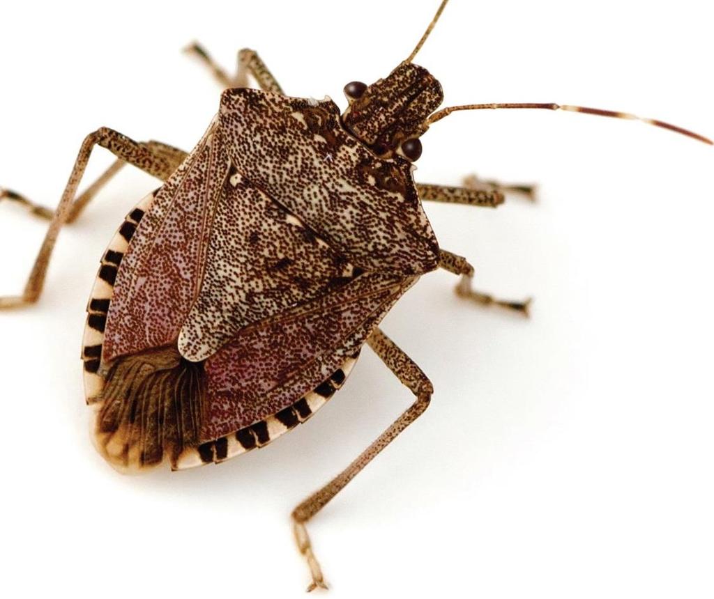 Monitoring and control strategy of Brown marmorated stink bug (Halyomorpha halys ) in