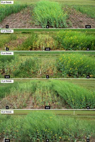 Rotation reduces clubroot impact on CR canola cultivars Break (yr) spores/g soil 0 2.7 x 10 6 bc 1 2.9 x 10 6 c 2 5.7 x 10 4 a 3 2.1 x 10 5 ab 4 1.