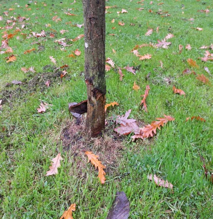 Trees within grass areas have been vandalized or damaged by lawn mower. Picture No.