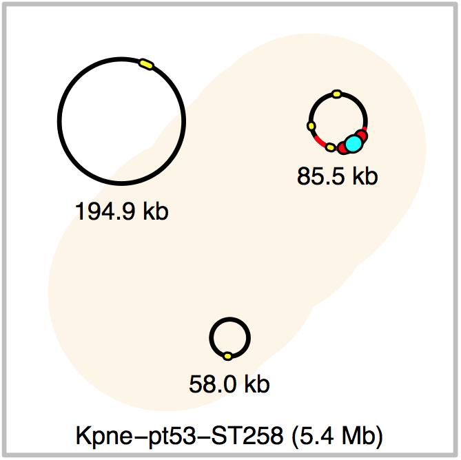 pneumoniae pkpqil KPC-2 KPC-3 Targeted sequencing