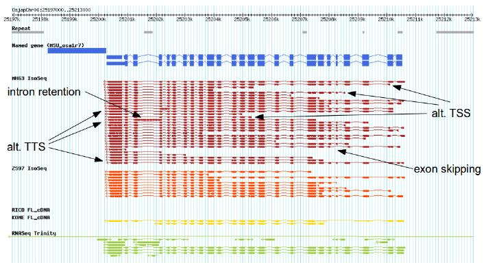 ISO-SEQ FOR IMPROVED ISOFORM DIFFERENTIATION Full-length transcript sequencing detects novel splice-site variants: alternative