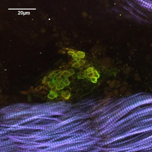 FV1000MPE Exclusive Super 25x Transgenic zebrafish expressing GFP in