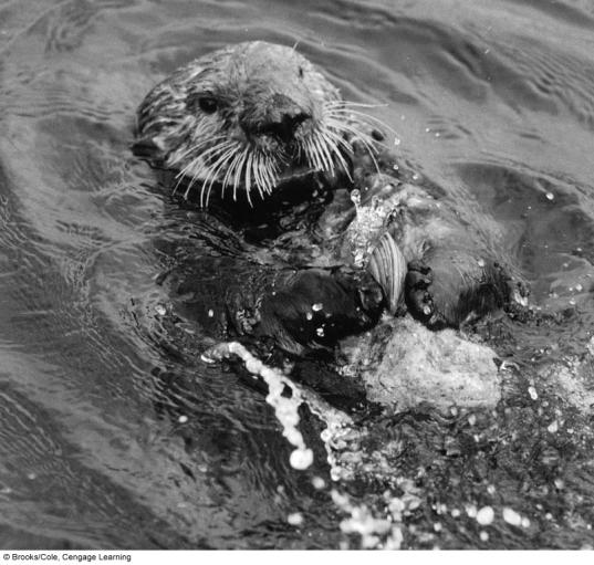 Biodiversity, Species Interactions, and Population Control Chapter 5 Core Case Study: Southern Sea Otters: Are They Back from the Brink of