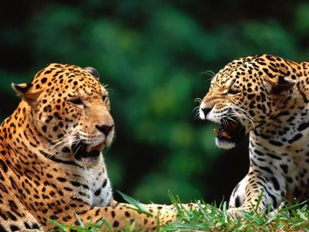 Sample problem 02 Consider a population of 100 jaguars,