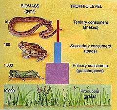 Pyramid of Biomass: shows actual