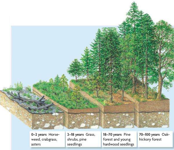 Secondary Succession - Re-establish an ecosystem after a