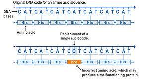 Missense mutation Missense Mutation Type : Single base pair