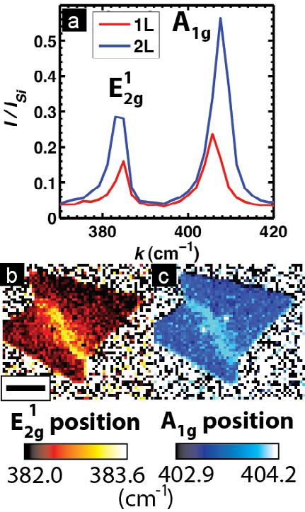 Supplementary Figure S3: Raman spectra and mapping a) Raman spectra showing the E 1 2g and A 1g vibrational modes 1 for monolayer (red curve) and bilayer (blue curve) MoS 2 corresponding with the