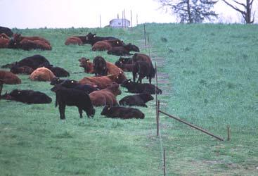 Figure 3. Beef cattle waiting to graze the next pasture. Photo courtesy of USDA-NRCS. Figure 4. Sheep grazing irrigated land. Photo courtesy of USDA-NRCS. Pastures grazed very short in the fall will be slower to grow in the spring.