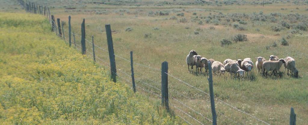 Sheep keeping leafy spurge out of their pasture.