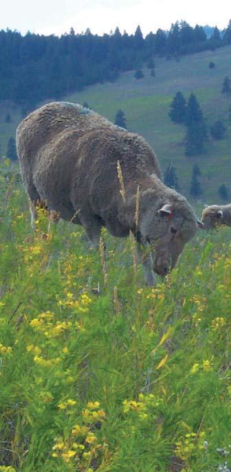 WHY SHEEP OR GOATS? The techniques to manage and manipulate vegetation are numerous, including herbicides, mowing, chaining and prescribed fire.