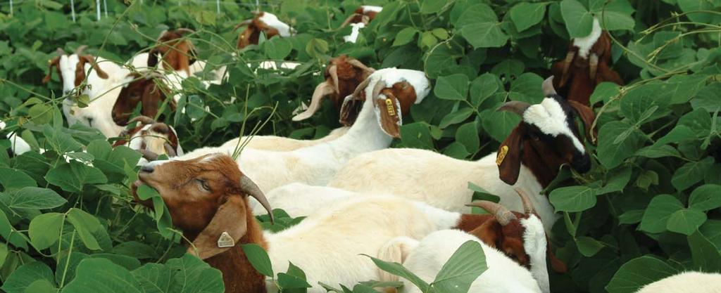 Goats munching kudzu into submission.