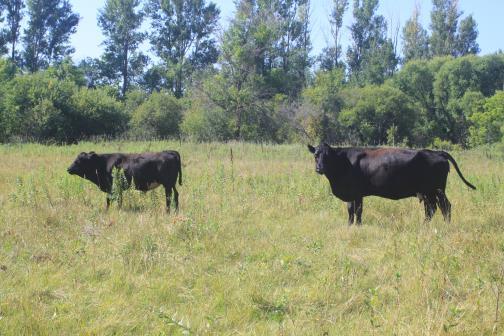 APPLICATION Grazing of Conservation Lands When managing grasslands through grazing for conservation, typical goals include removing grass cover which promotes forb species diversity, and increasing