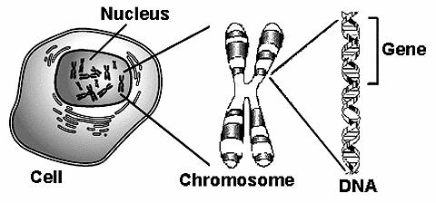 Chromosomes, DNA, Genes and Alleles In the nucleus of every cell there are a number of long threads called chromosomes.