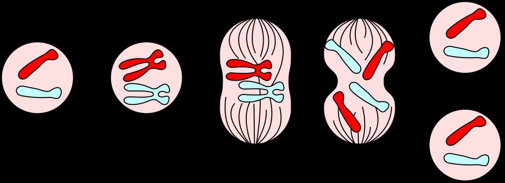 Process of mitosis During the process, all the chromosomes in the parent cell are copied.