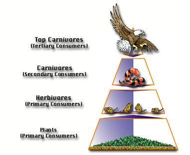Energy Pyramids: Today you will learn about a new way to look at a food chain. Remember that a food chain shows energy being passed from organism to organism.