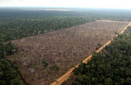 Of Deforestation Cattle ranches