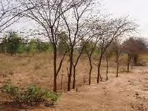 Strategies to reduce the risk of desertification Sahel region Planting Acacia Trees