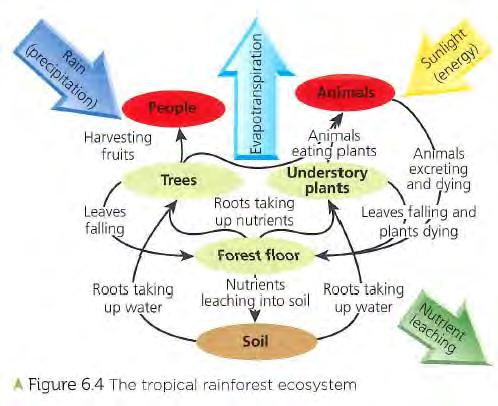 Climate Soil Vegetation Looking at the diagram and