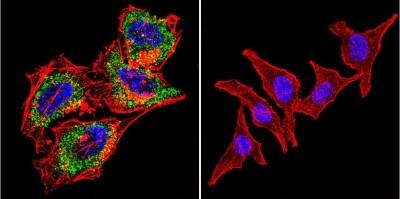 Antibody (HR2) shows staining in Hela Cells. Acetylcholinesterase staining (green), F-Actin staining with Phalloidin (red) and nuclei with DAPI (blue) is shown.