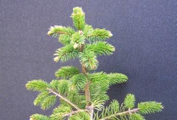 Phosphorus deficiency symptoms in conifers include: Poor height growth Dull green colour on needles Reduced needle length Foliage appears