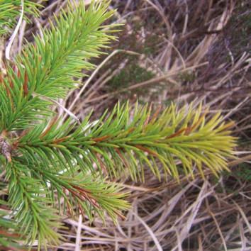 POTASSIUM (K) DEFICIENCY Potassium deficiencies can arise both on fertile midland peats and on western blanket peats Deficiency symptoms in conifers include: Pale straw yellow discolouration