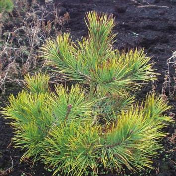 TRACE ELEMENT DEFICIENCIES Deficiencies of trace elements such as Magnesium (Mg) and Copper (Cu) may occasionally occur in conifer crops.