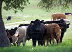 USFS Cattle Grazing,