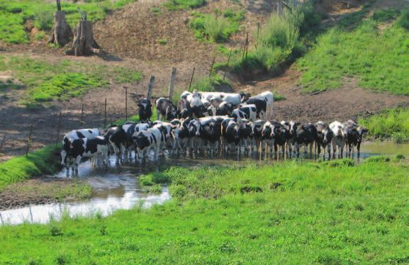 Dan Schaefer photo With uncontrolled or continuous grazing, cattle congregate in the water during hot days, causing excessive bank trampling and manure deposition in the stream.