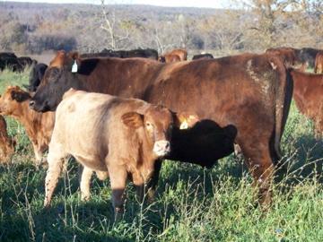 Production Goals influence Grazing Philosophy Cows must: 1. Conceive and raise an acceptable calf every year. (Short summer breeding season) 2.